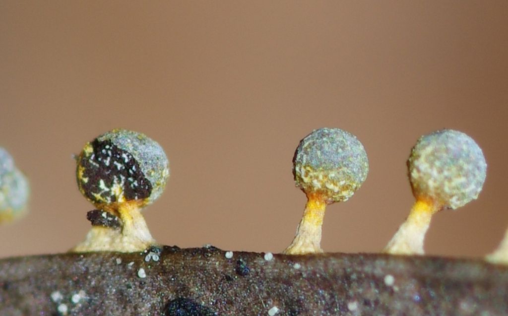 Badhamia or Physarum?